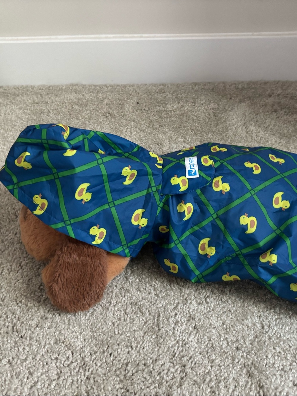Small dog raincoat